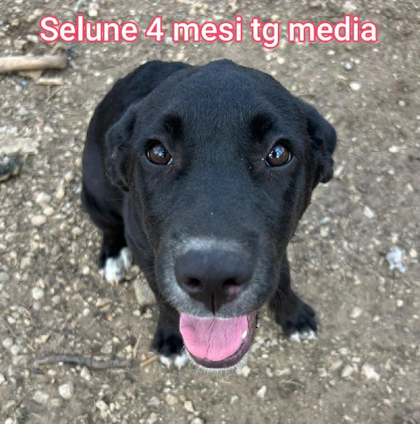 Cuccioli soli in rifugio  Foto 11