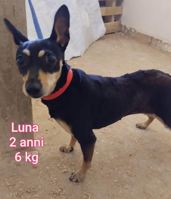 Cani taglia piccola/contenuta  Foto 3