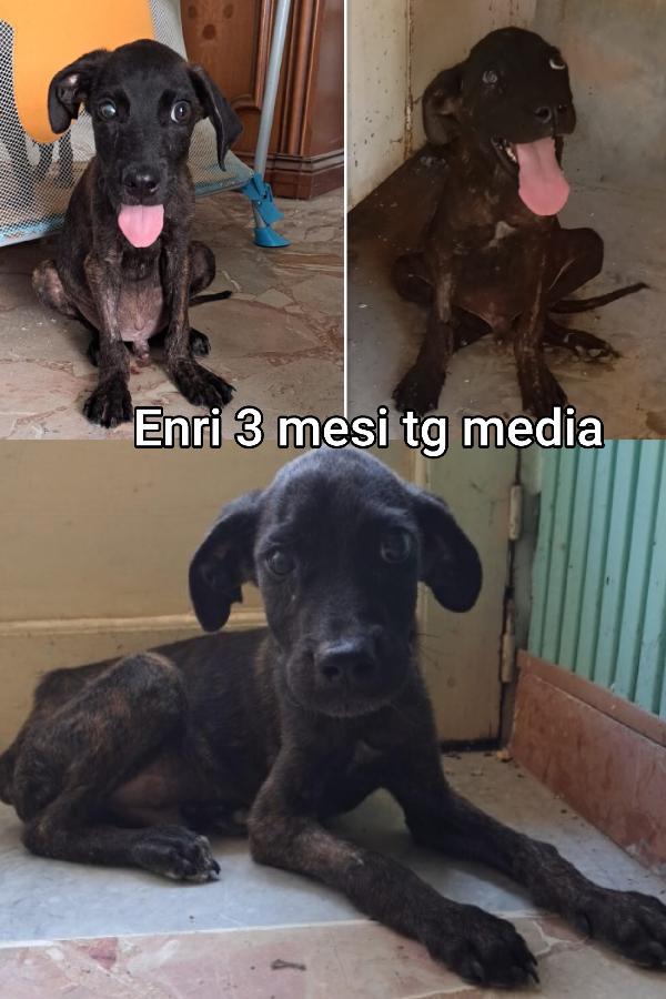 Ancora troppi cuccioli senza famiglia  Foto 5