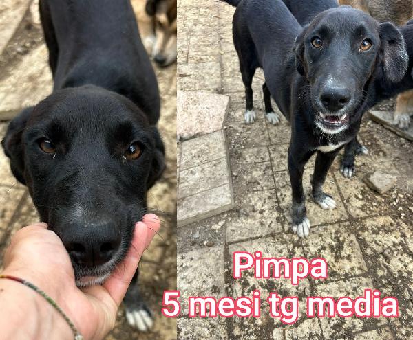 Ancora troppi cuccioli senza famiglia  Foto 7