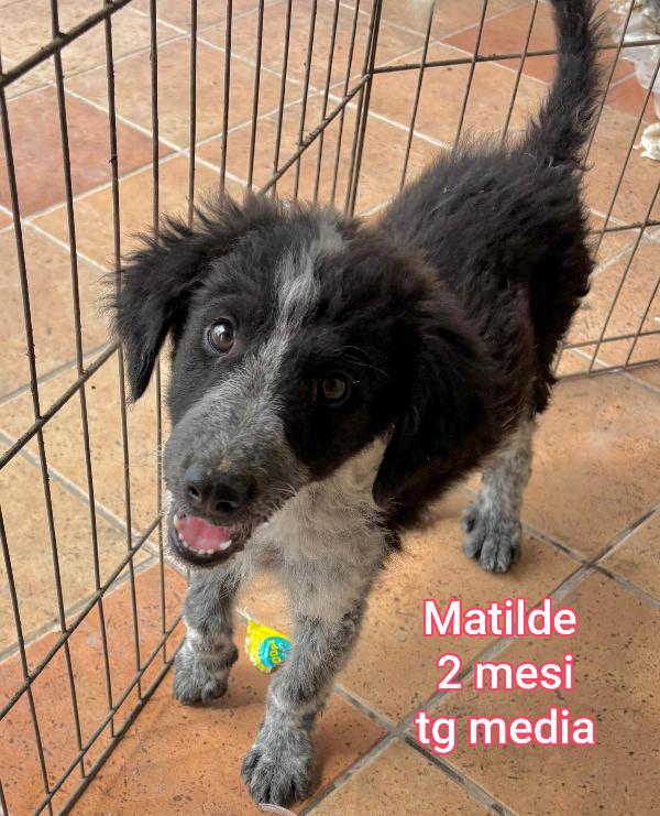 Salva Un Cucciolo!!