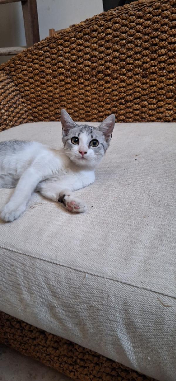ELSA: MAI PIÙ MOTORI Foto 2