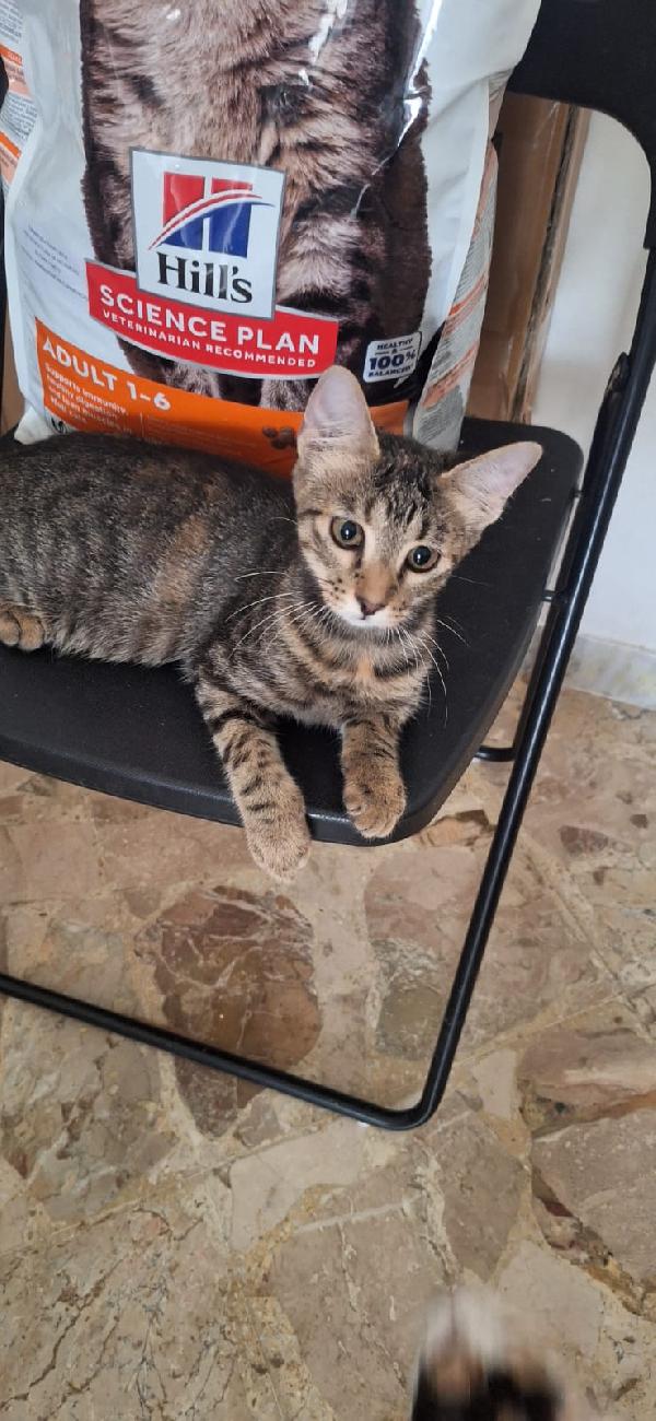 SHIVA PICCOLA DEA Foto 2