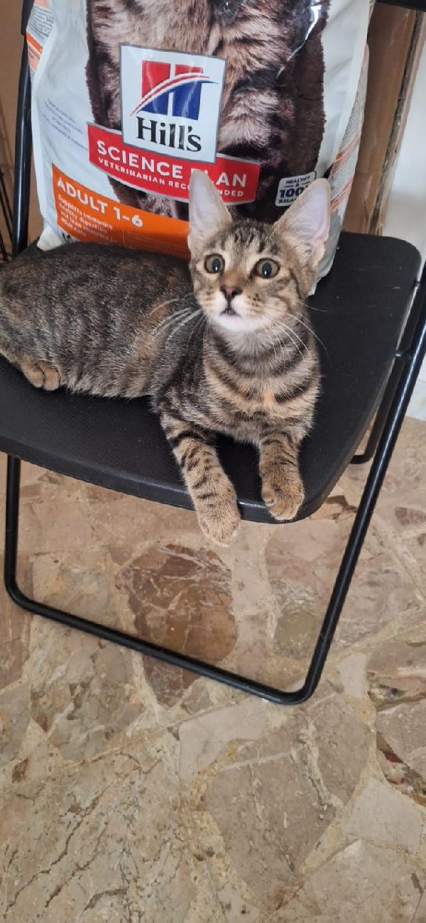 SHIVA PICCOLA DEA Foto 3