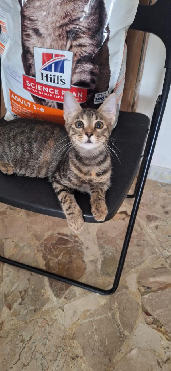 SHIVA PICCOLA DEA Foto 4