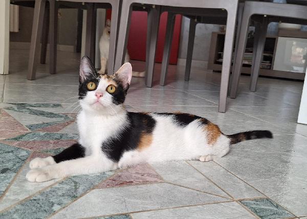 Principessa Kate