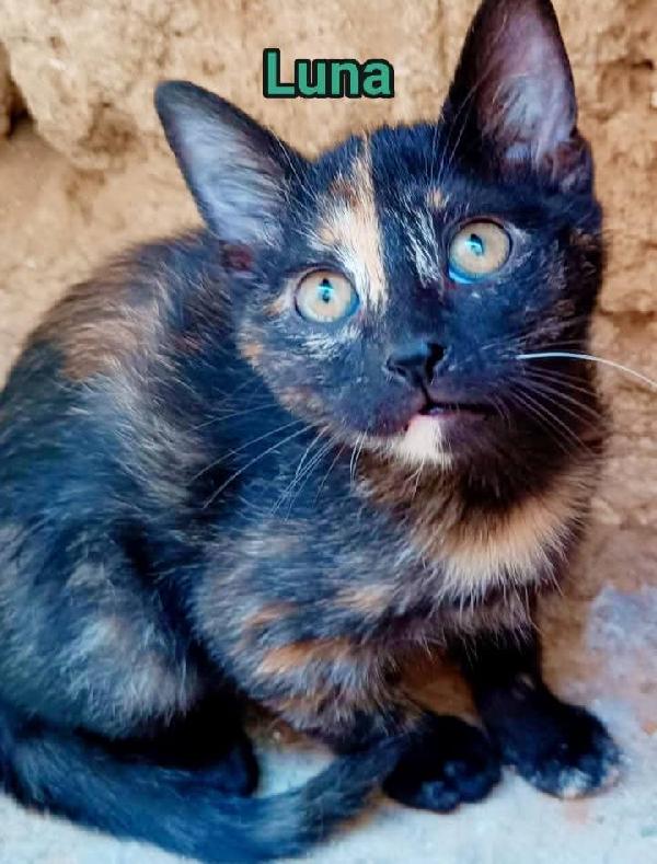 Gatte Tartarugate In Adozione 