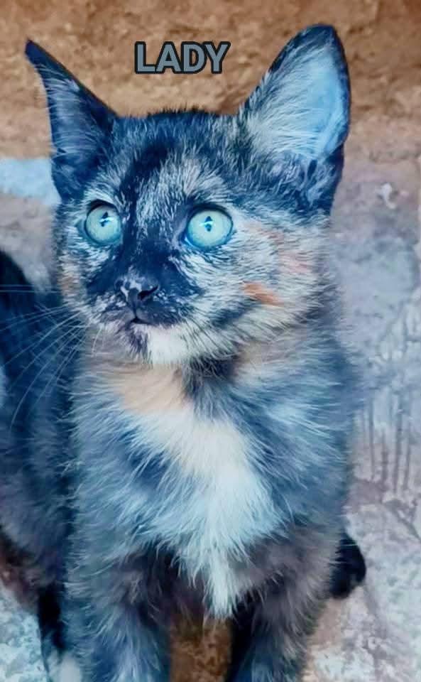 Gatte tartarugate in adozione  Foto 2