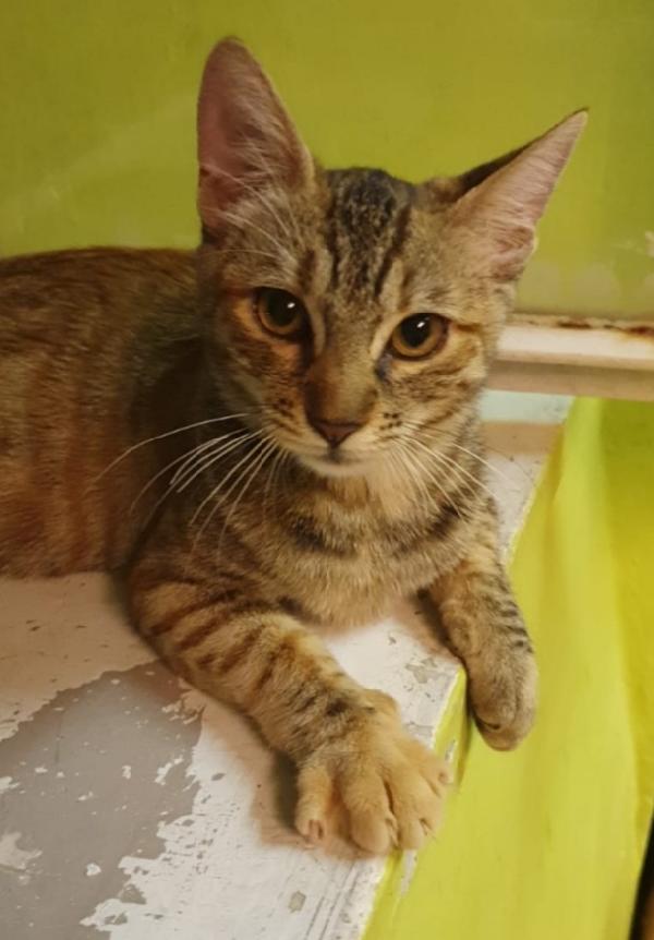 Micia tigrata quasi 2anni vive in 1stanza.ROMA Foto 2