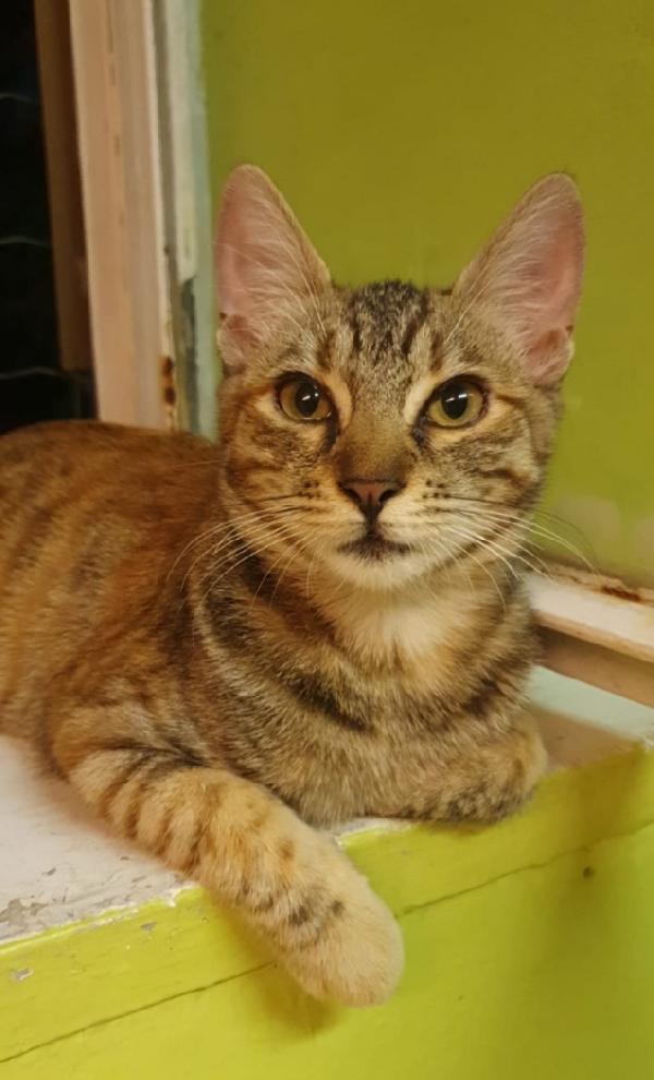Micia tigrata quasi 2anni vive in 1stanza.ROMA Foto 4