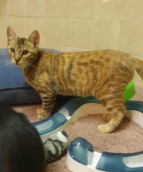 Micia tigrata quasi 2anni vive in 1stanza.ROMA Foto 6