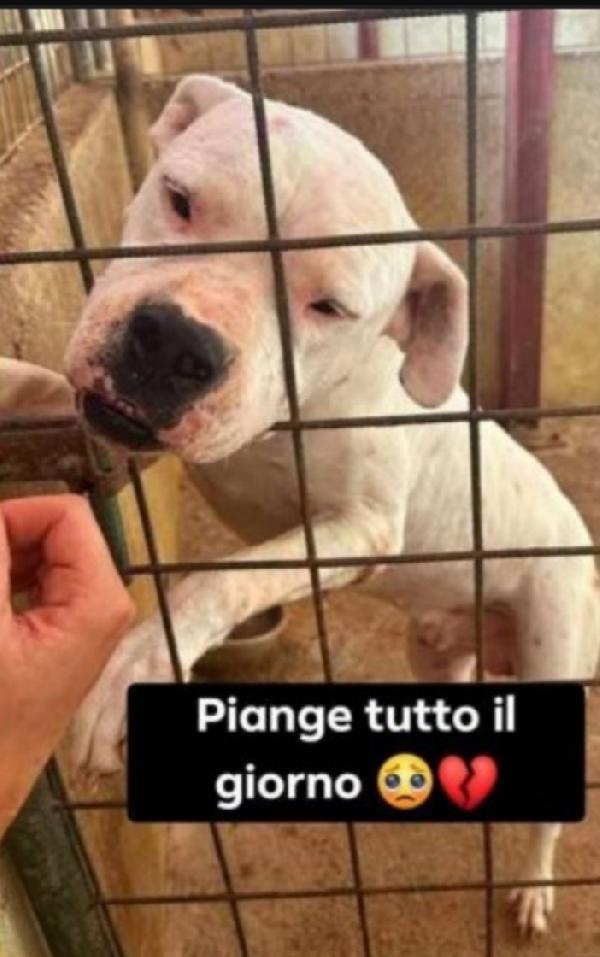 Dogo Argentino Non Giovane Sfortunato Trentino