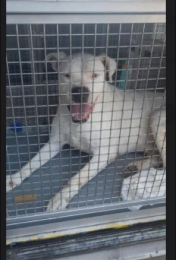Dogo Argentino non giovane sfortunato TRENTINO Foto 3