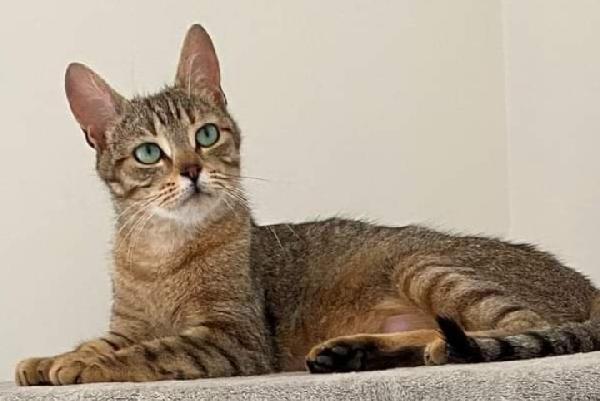 Micia tigrata quasi 2anni vive in 1stanza.ROMA Foto 7