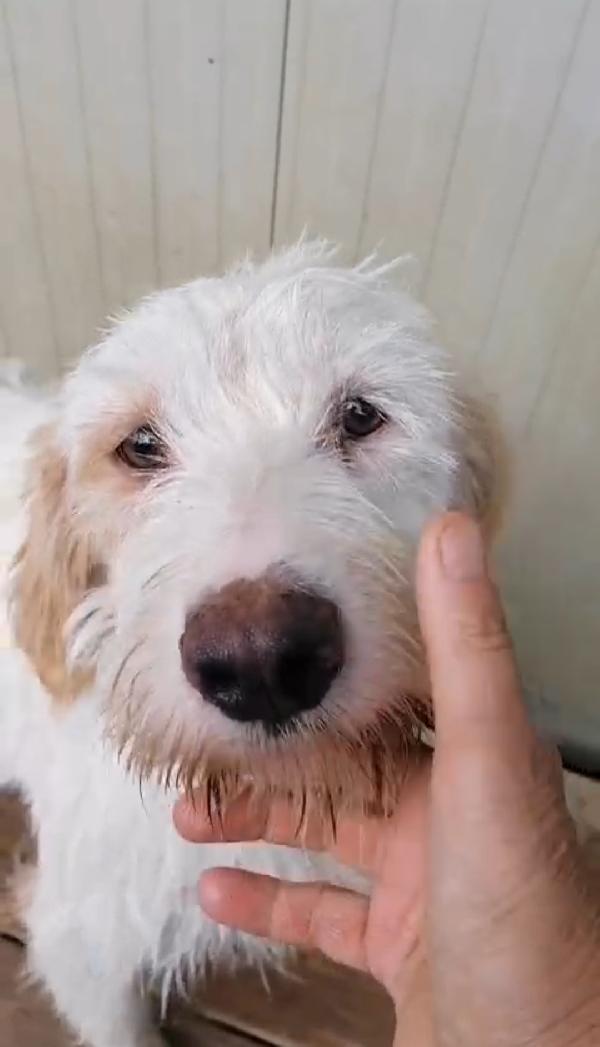 Gino 18 mesi, segugio istriano  Foto 2