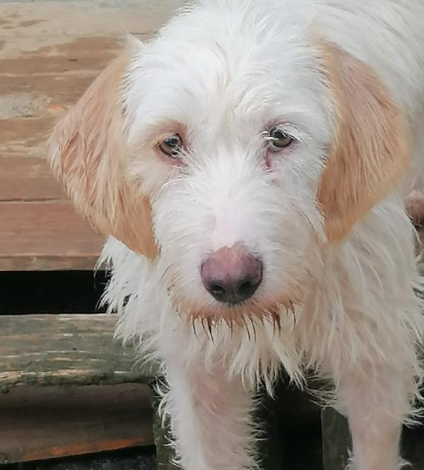 Gino 18 mesi, segugio istriano  Foto 3