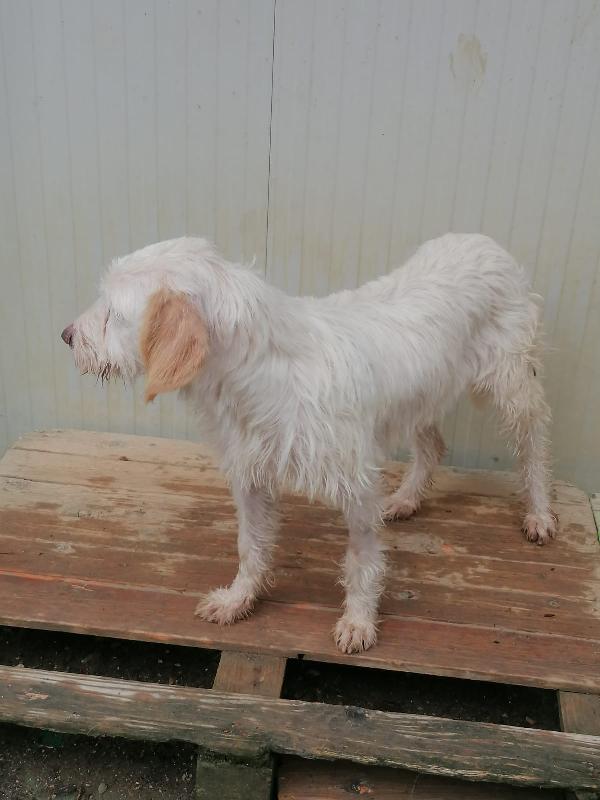 Gino 18 mesi, segugio istriano  Foto 4