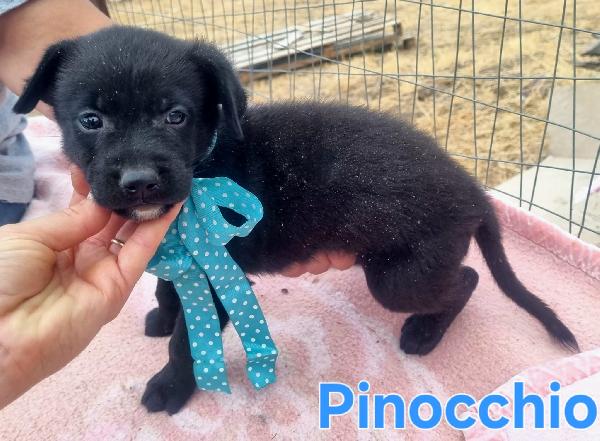 PINOCCHIO DOLCISSIMO CUCCIOLO MASCHIO Foto 7