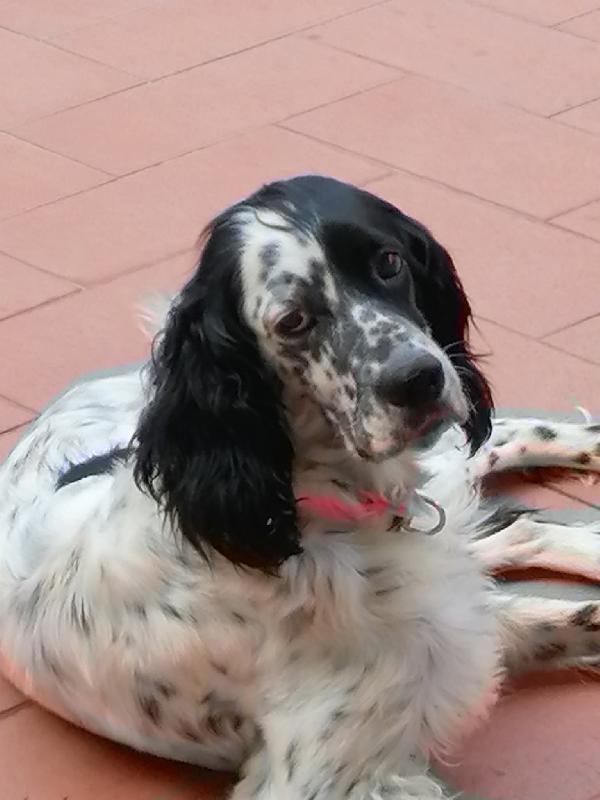 Asia Meravigliosa Setter Inglese 