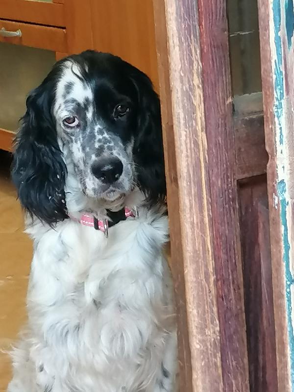 ASIA meravigliosa setter inglese  Foto 2