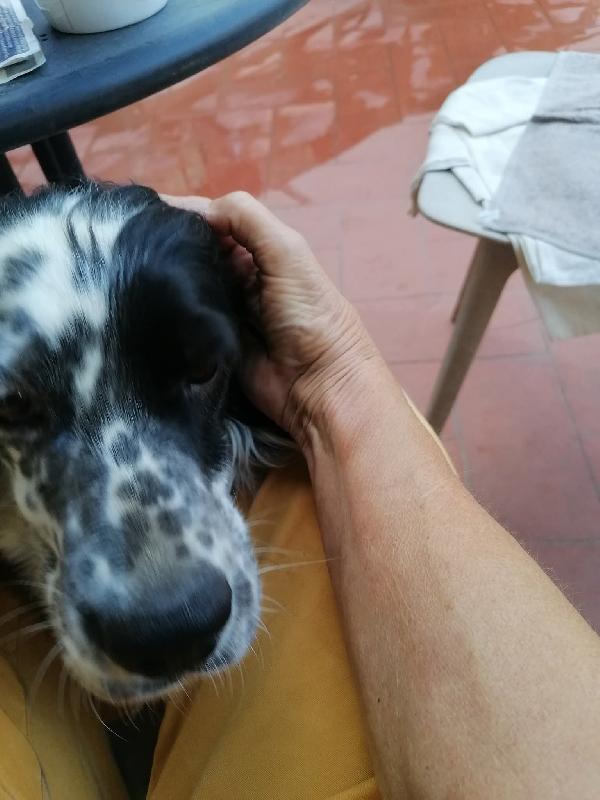 ASIA meravigliosa setter inglese  Foto 3