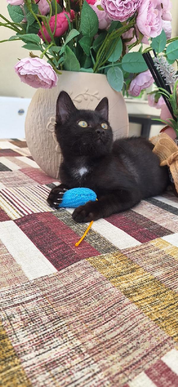 OZZY:  cucciolo heavy metal Foto 7