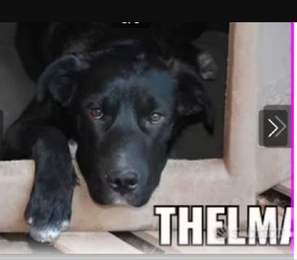 Thelma 5/6anni mai una richiesta. SICILIA Foto 2