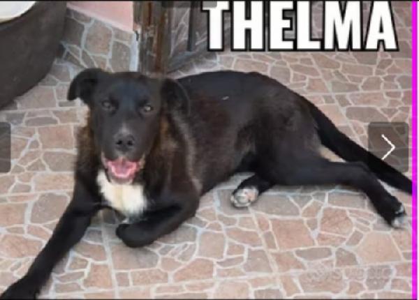 Thelma 5/6anni mai una richiesta. SICILIA Foto 3