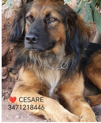 Cesare Dolce E Buono 5Anni Aspetta Da Sempre