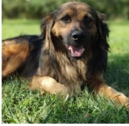Cesare dolce e buono 5anni aspetta da sempre Foto 2