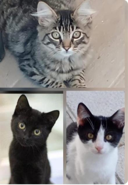 3Micini Maschi 3Mesi Nessuno Li Nota! 