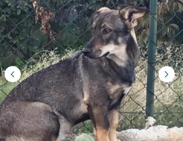 Gil Simil Bassotta Cerca Casa In Tutta Italia 