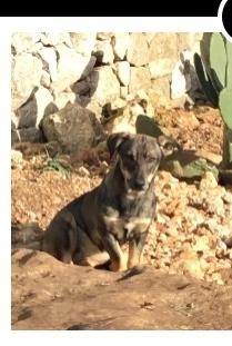 Gil simil bassotta cerca casa in tutta Italia  Foto 2