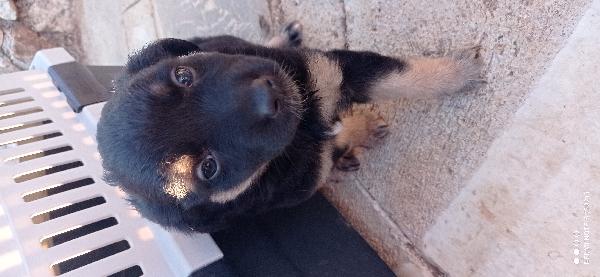 Cuccioli😞😞