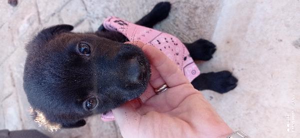 Cuccioli😞😞 Foto 2