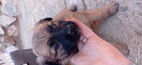 Cuccioli😞😞 Foto 3