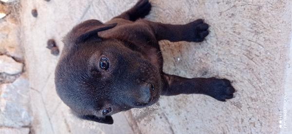 Cuccioli😞😞 Foto 5