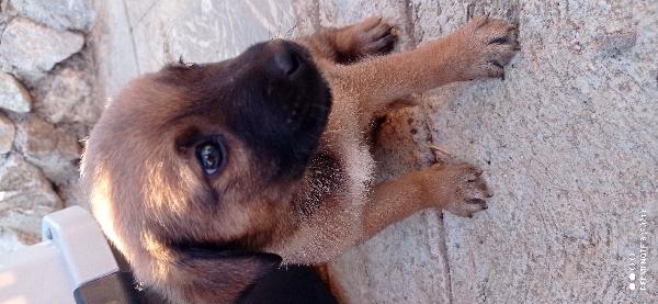 Cuccioli😞😞 Foto 7