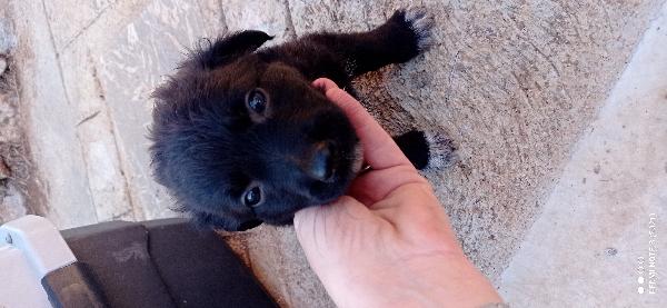 Cuccioli😞😞 Foto 8