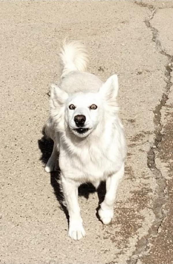 Una famiglia per la cagnolina Mary Foto 2