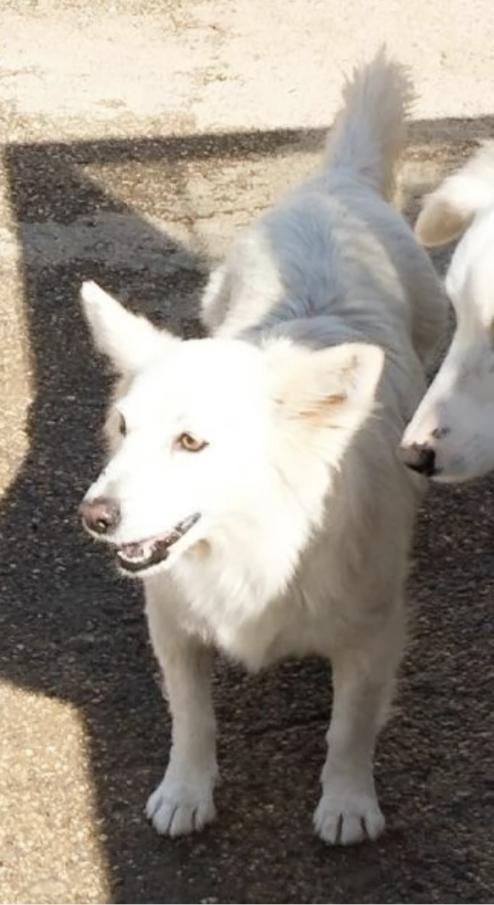 Una famiglia per la cagnolina Mary Foto 3