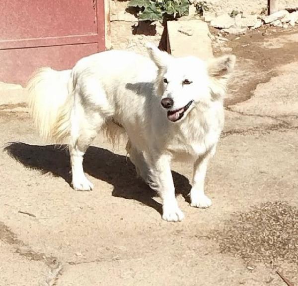 Una famiglia per la cagnolina Mary Foto 4