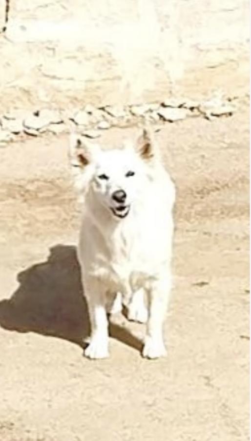 Una famiglia per la cagnolina Mary Foto 5