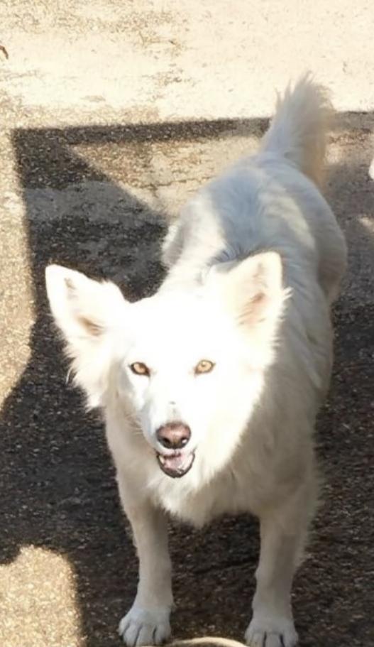 Una famiglia per la cagnolina Mary Foto 6