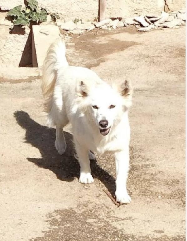 Una famiglia per la cagnolina Mary Foto 7
