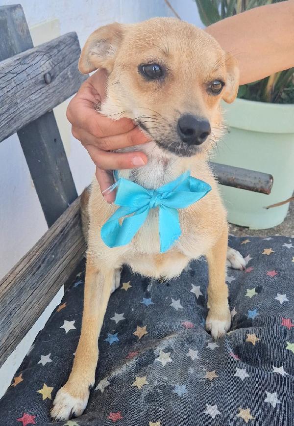 Pongo un dolcissimo cagnolino taglia piccola cerca casa  Foto 2