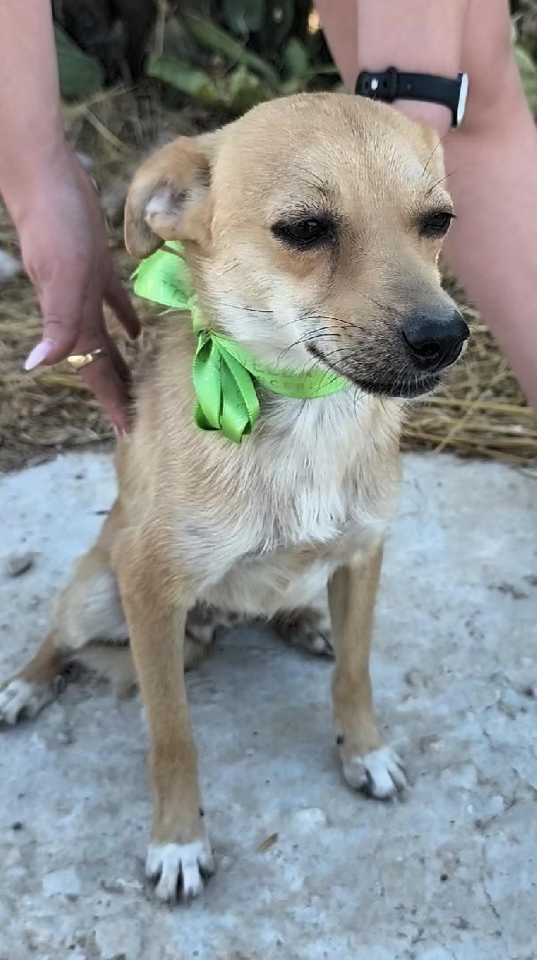 Un tenero cagnolino cerca ancora casa Foto 5