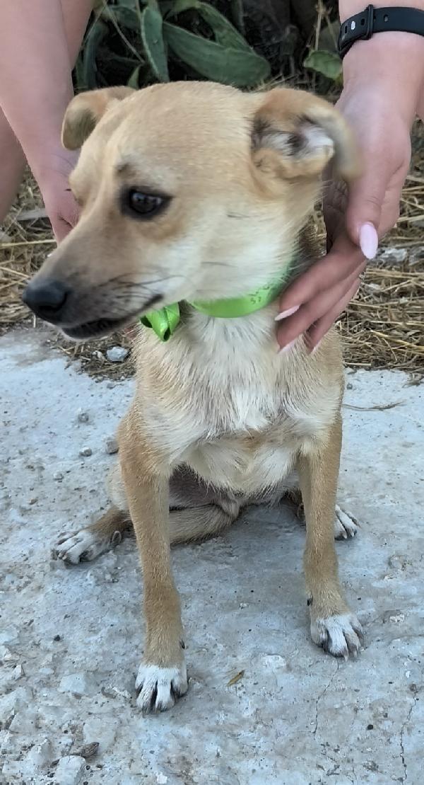Un tenero cagnolino cerca ancora casa Foto 7