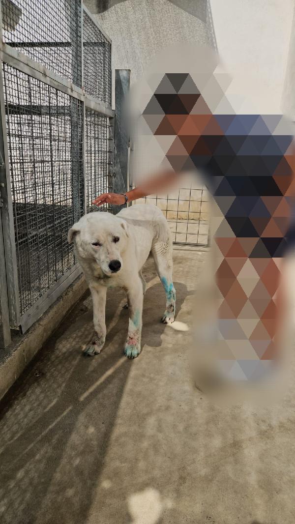 Consuelo: adozione del cuore o stallo  Foto 10