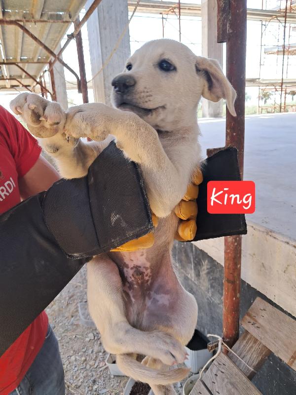 King, cucciolo bianco Foto 2